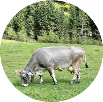 photo cow